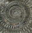 Dactylioceras Ammonite Fossil - England #100479-1